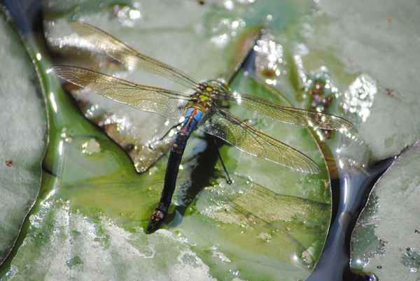 Libelle
