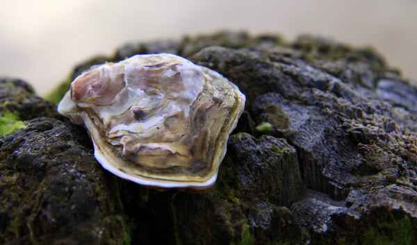 Eine Perle von einer Muschel