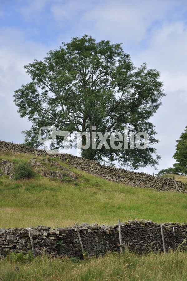 Baum