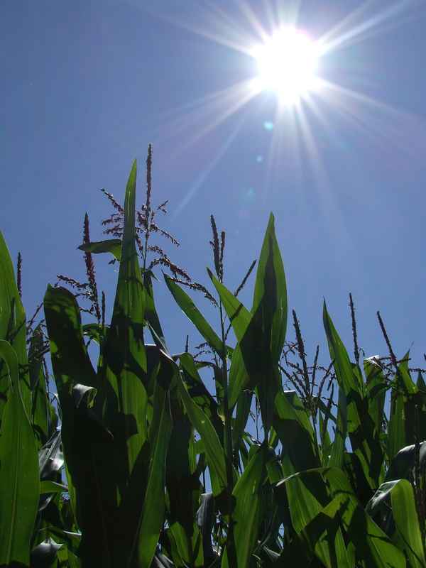 Sonne über Maisfeld