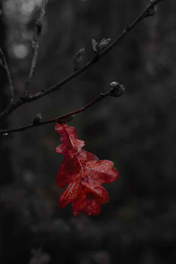 Hervorgehobenes Blatt