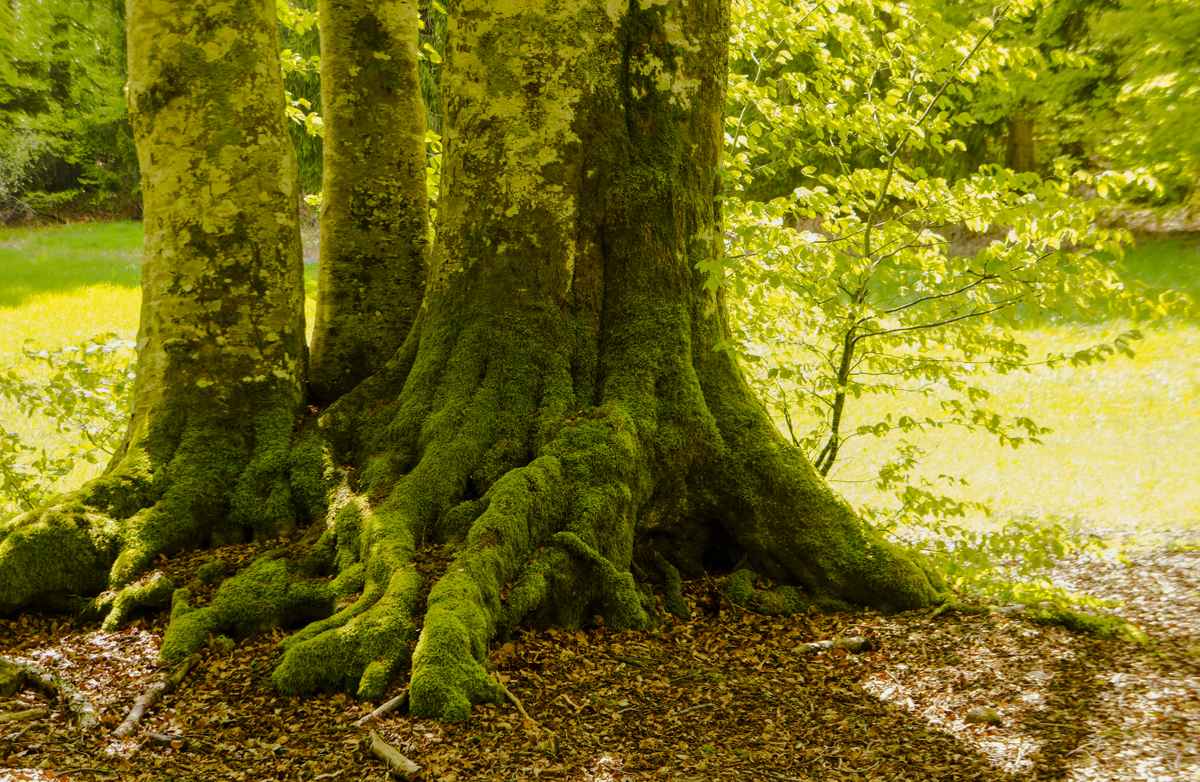3 Buchenstämme im Frühling