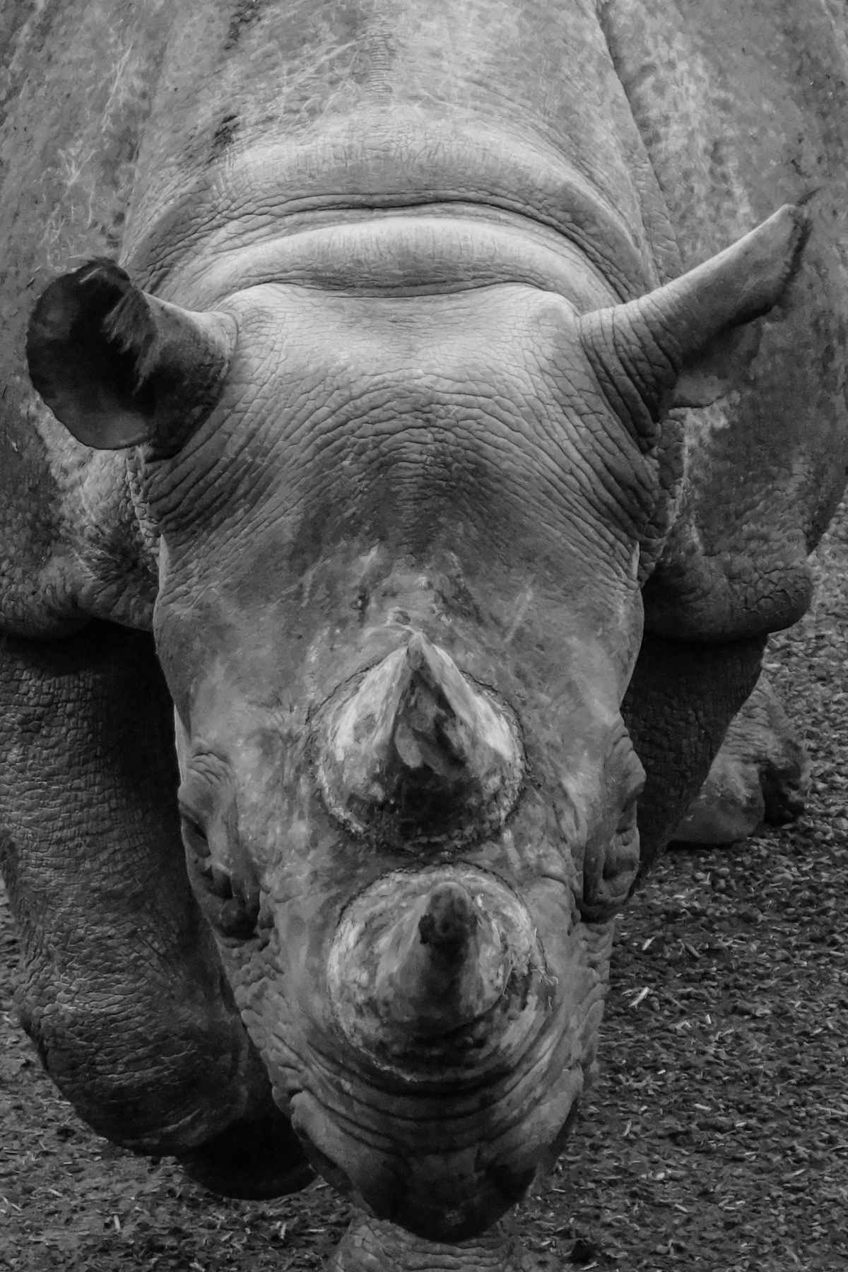 Nashorn von vorn / Frontal