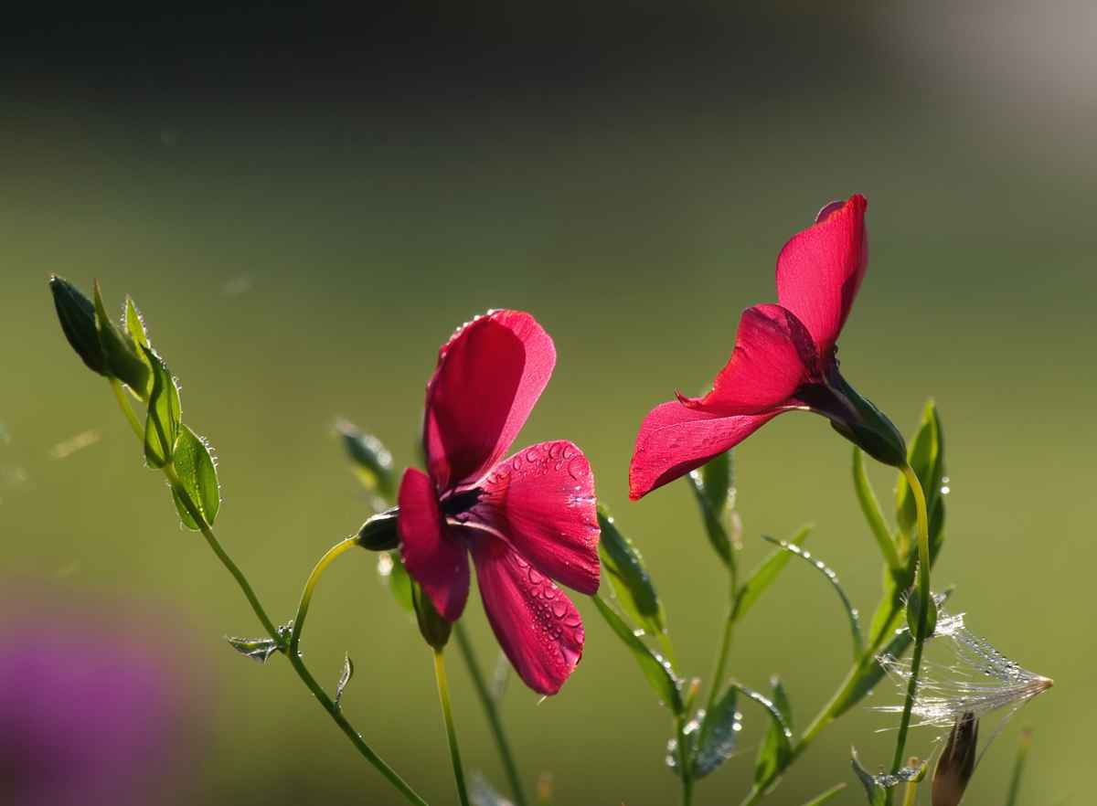 roter lein