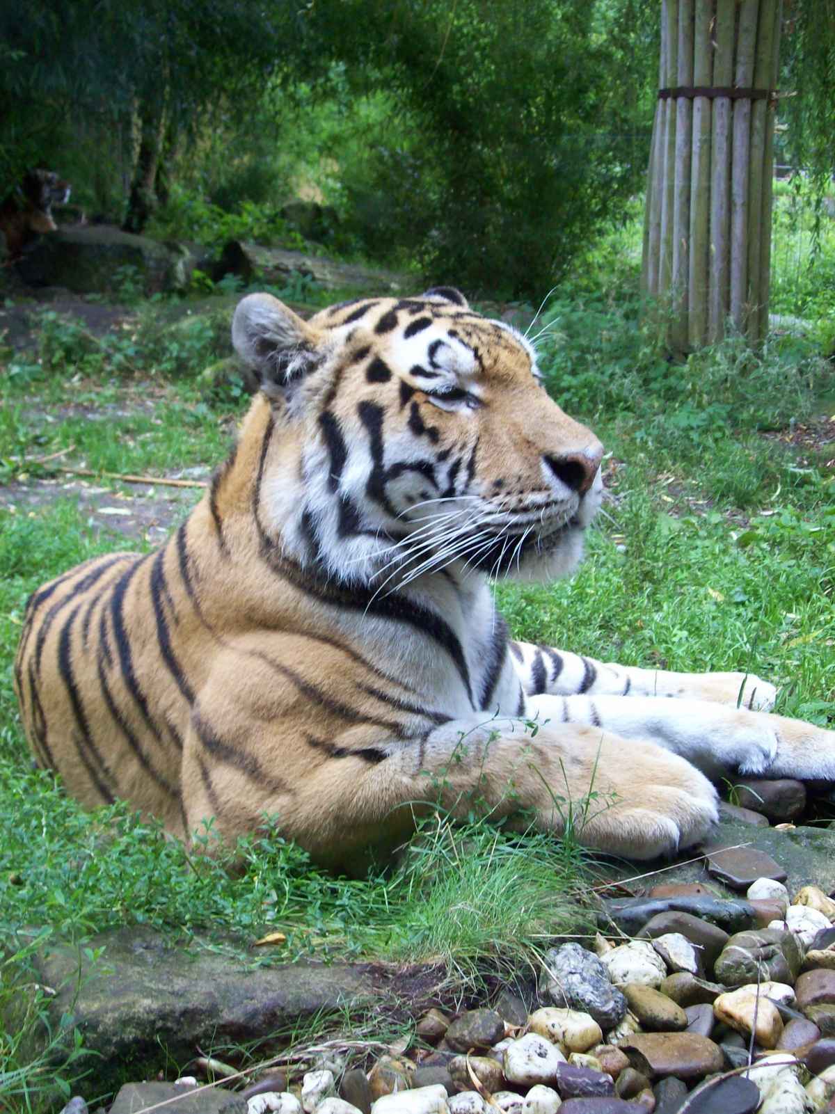 Tiger!