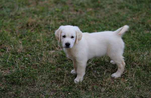 Lucky, ein kleiner Goldi