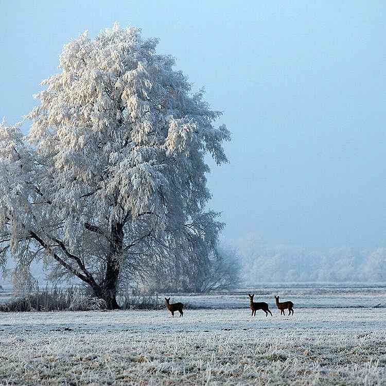 Anfang Dezember - Der Winter ist eingekehrt
