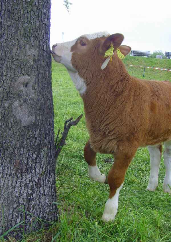 Wie schmeckt eigentlich so ein Baum?