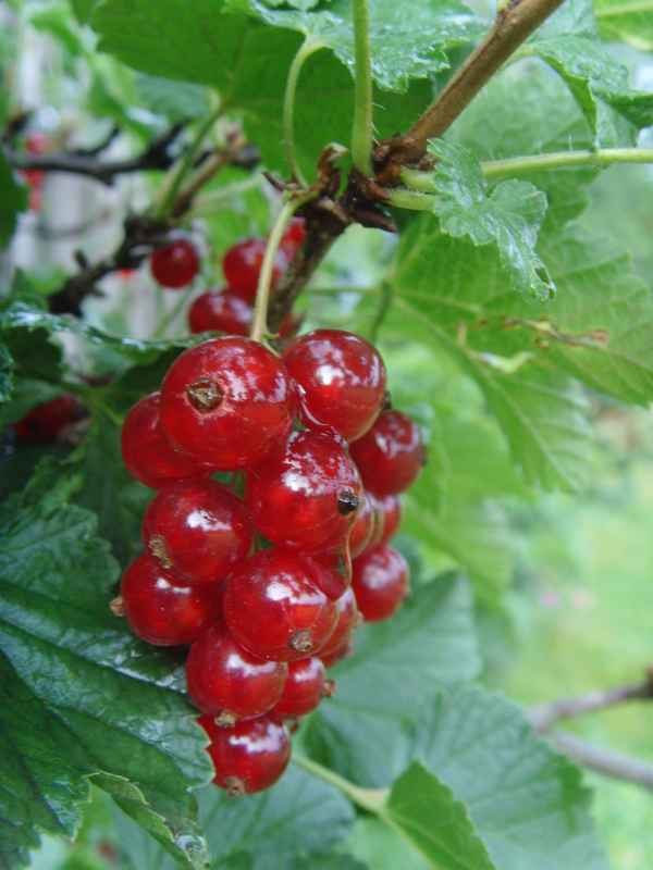 Johannisbeeren nach dem Regen