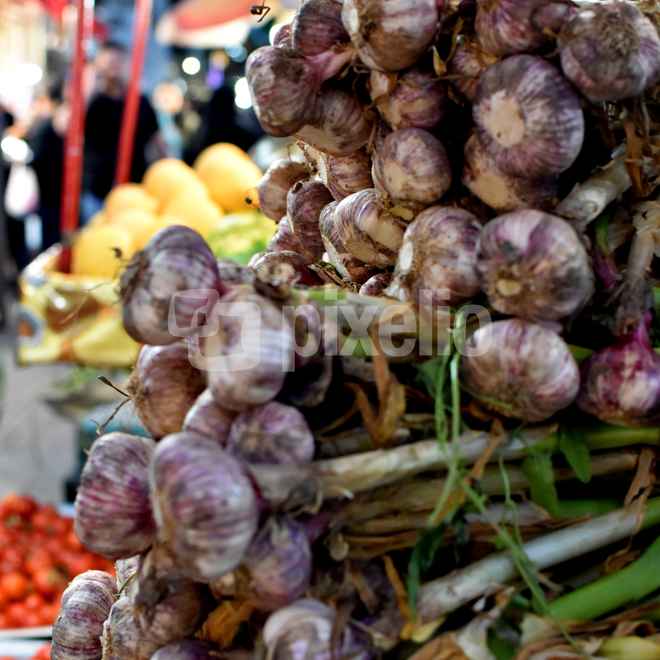 Garlic