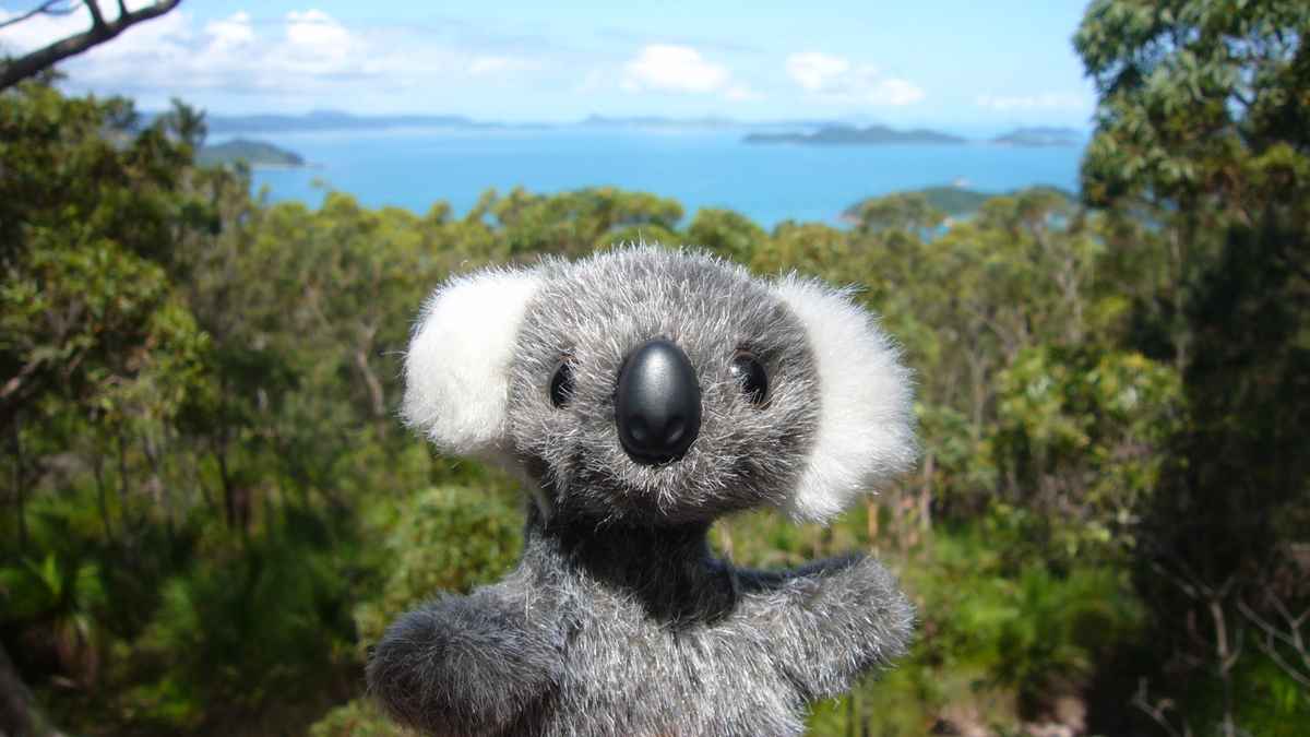 Koala Baby