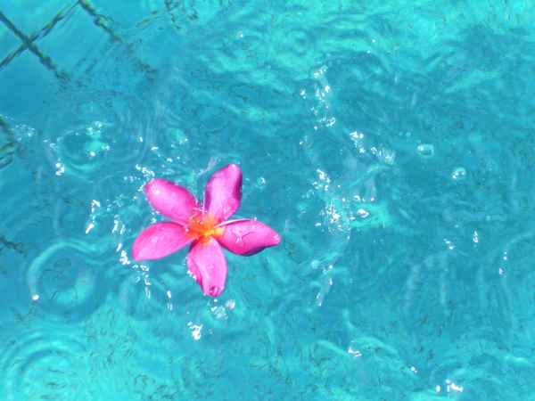 Blüte im Wasser mit Wellen
