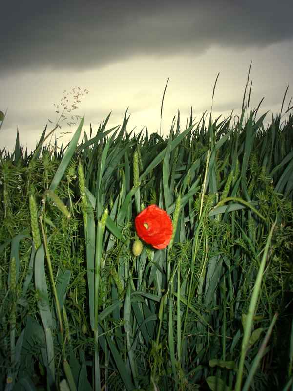 Mohn im Zwielicht 2