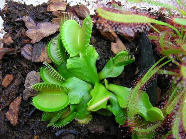 Carnifore Venus Fliegenfalle