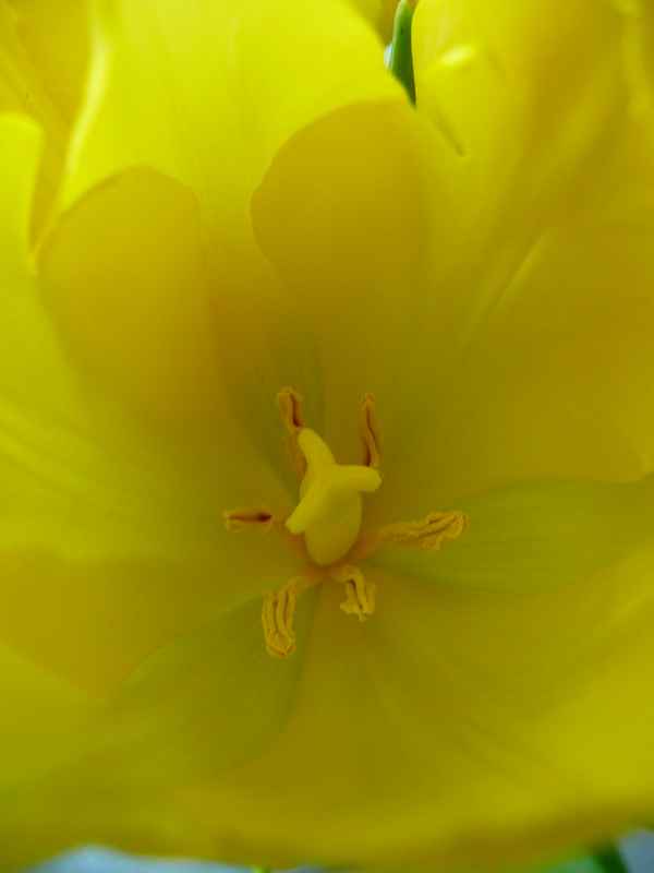 Gelbe Tulpe