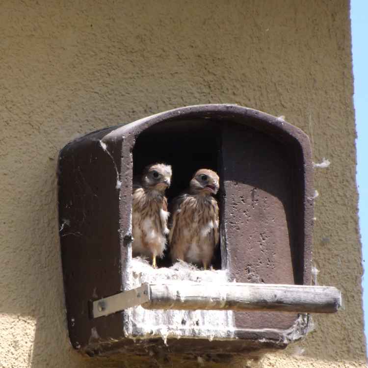 Junge Raubvögel