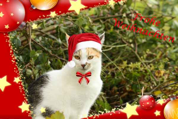 Romy freut sich auf Weihnachten