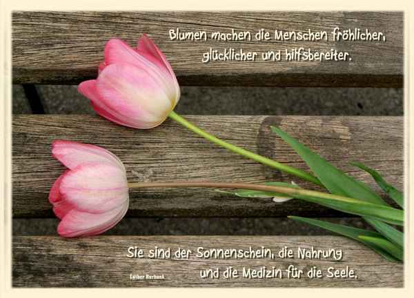 Medizin für die Seele