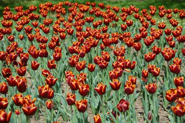 Tulpen 30