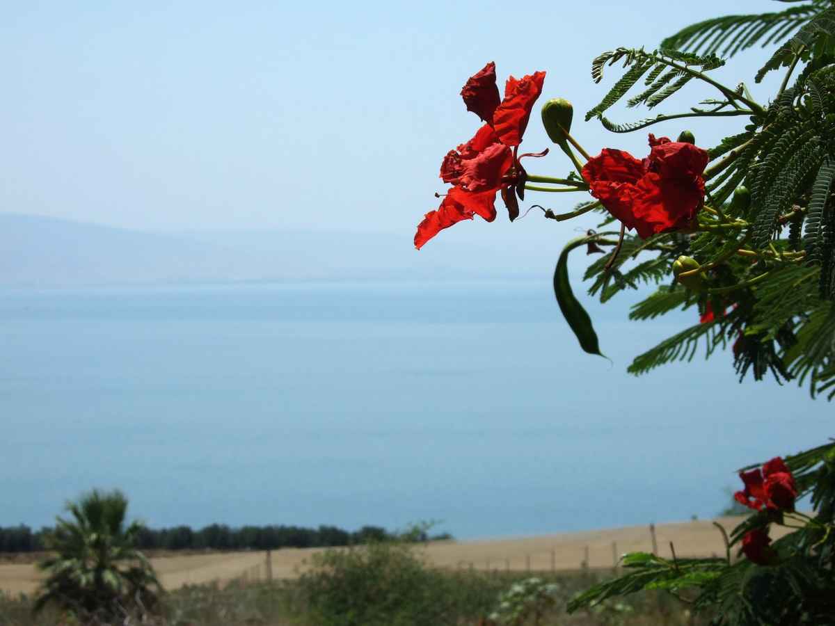 Blüte am Berg der Seligpreisungen