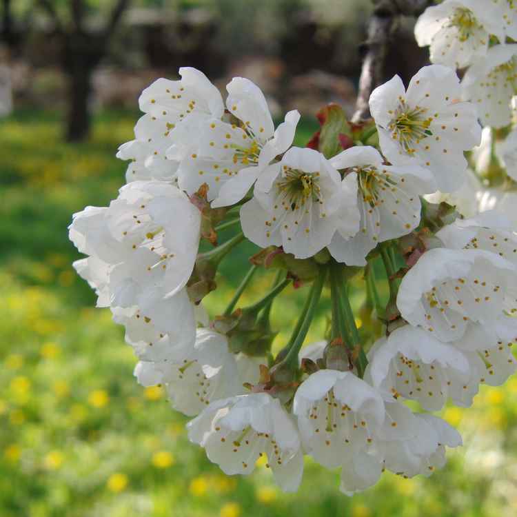 Kirschblüte