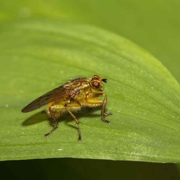 Goldiges Kerlchen