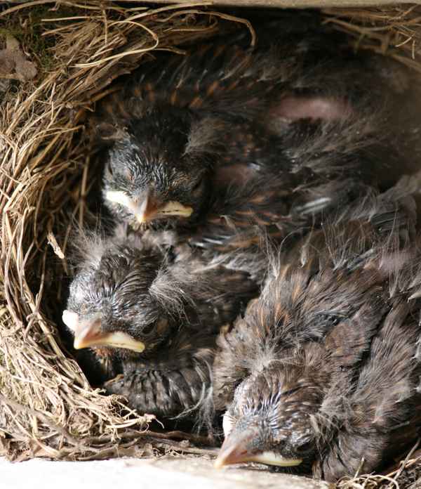 Amseln mit Vater (1Woche alt).JPG