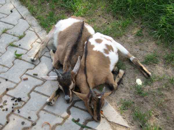 Müde Ziegen