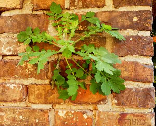 Schöllkraut ist zähe
