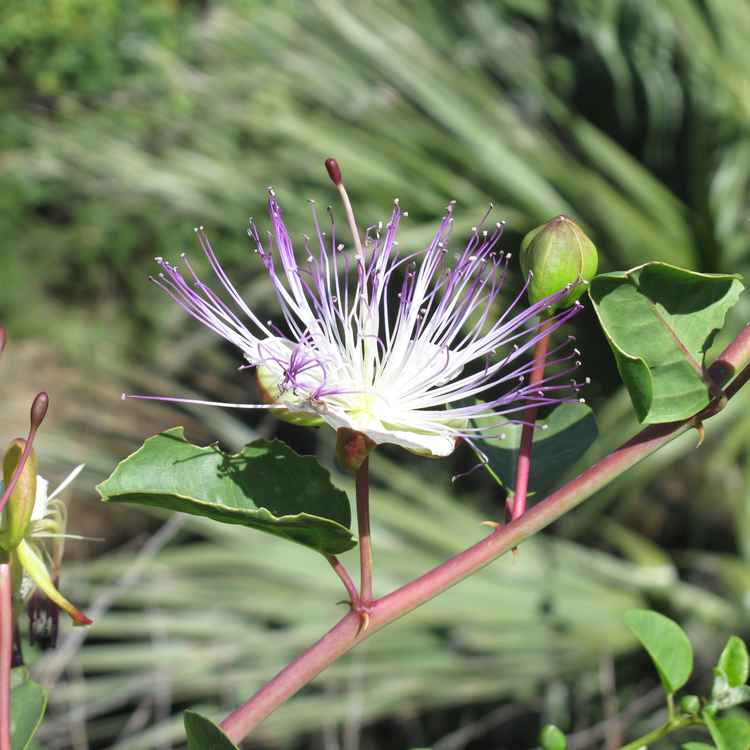 Kapernblüte