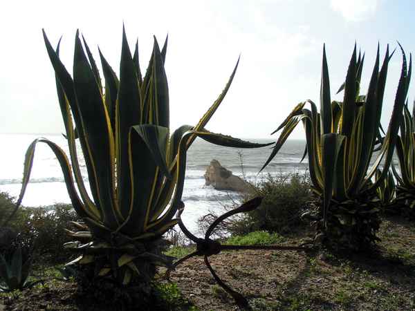 Agave 1