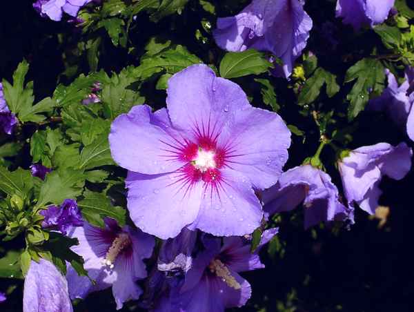 Letzte Blüten im Morgetau