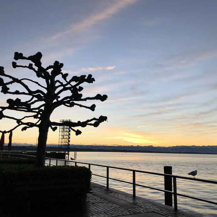 Bodensee am Morgen