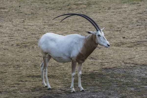 Säbelantilope