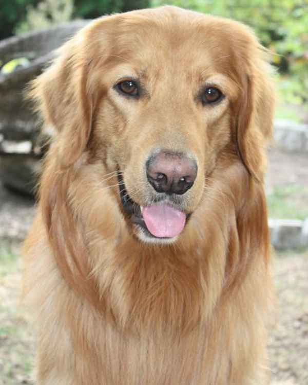 Juppi