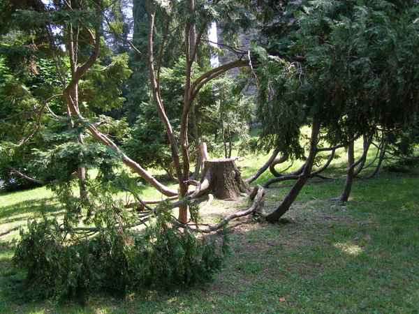 nicht alltäglicher Baum