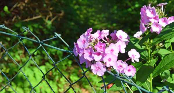 Ein Farbtupfer im Grünen