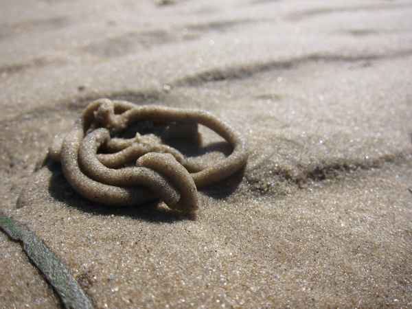 "Spaghettihaufen" von einem Wattwurm
