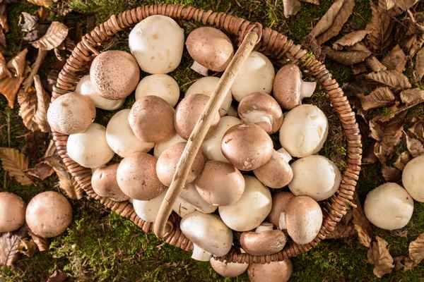 Korb mit frischen Pilzen auf dem Waldboden