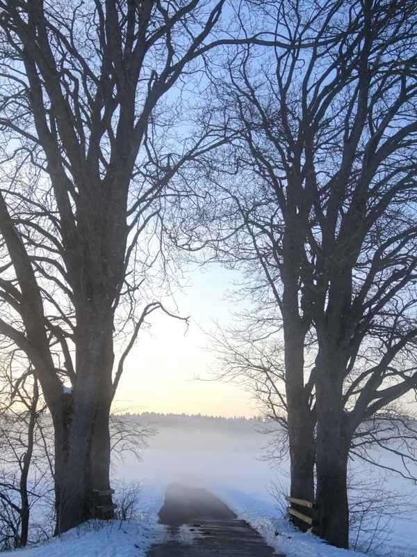 Der Weg durch das Baumtor