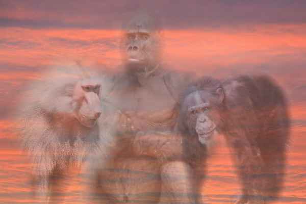 Affen im Himmel