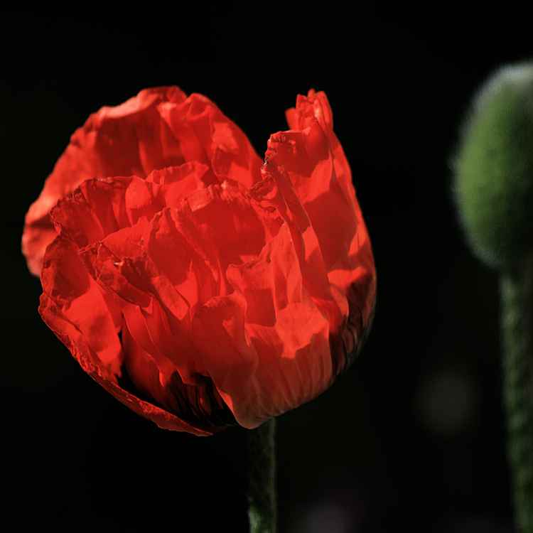 Mohnblume_03