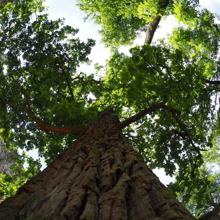 ... ein Baum