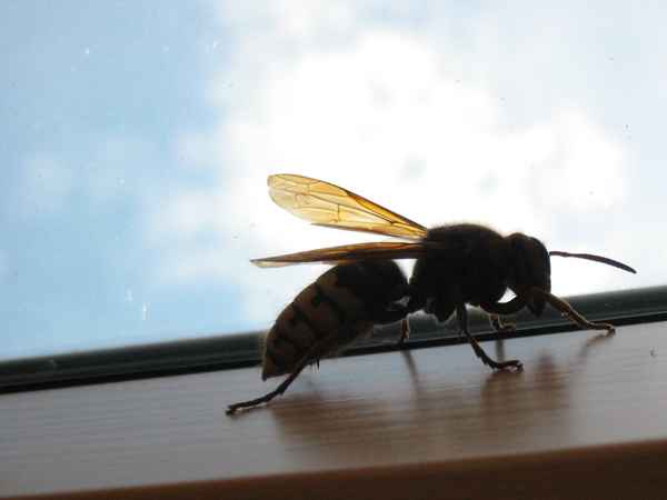 Licht in den Flügeln