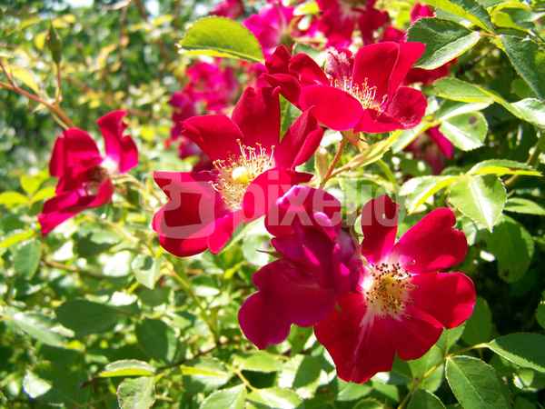 Heckenrose rot