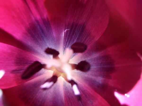Innenleben einer Tulpe