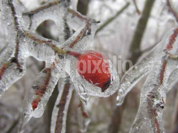 Hagebutte eingefroren in Eis