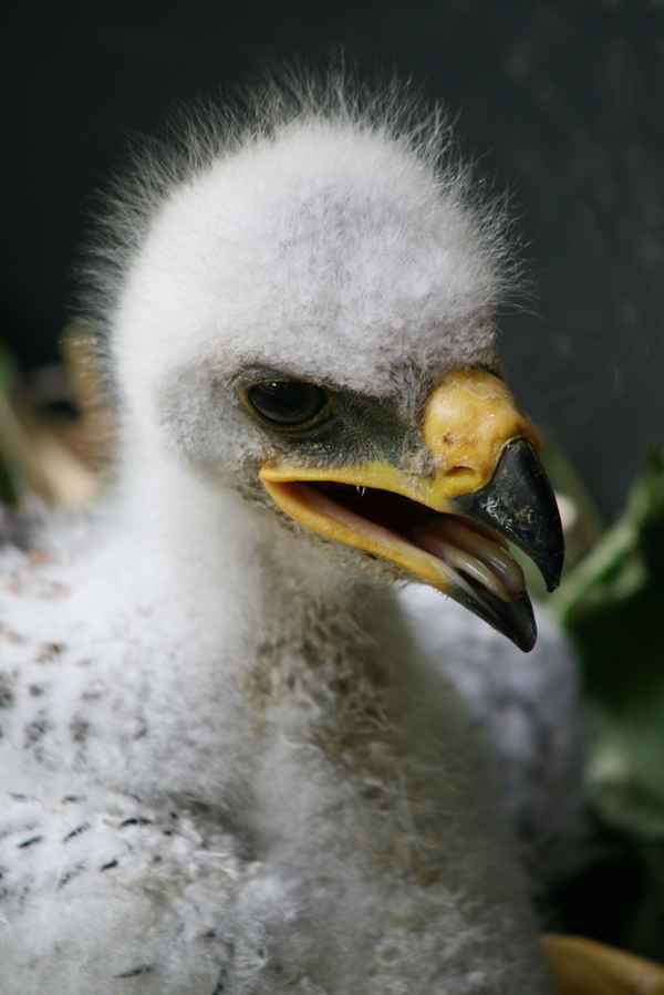 junger steppenaldler 3-4 wochen alt