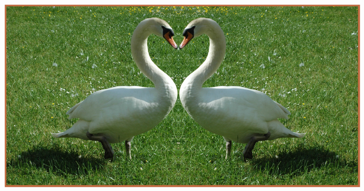 Schwanenherz