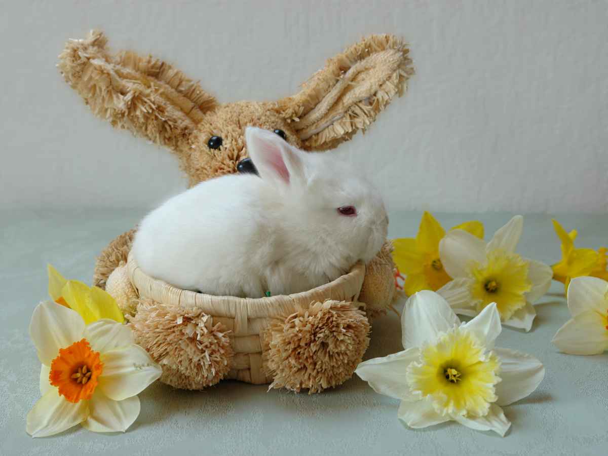 Mindestlohn für Osterhasen!